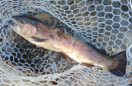 平日はのんびりと ～フィッシングパーク高島…